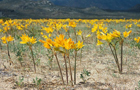 Desierto Florido